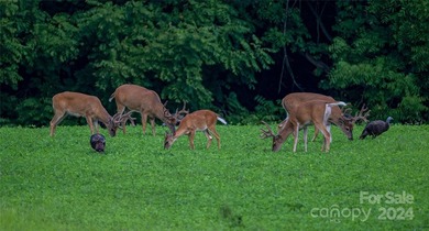 Goodwill Estate is a 736-acre, 7-parcel, gated haven. Surrounded - photo 46