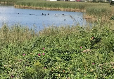  Acreage For Sale in Meteghan River 