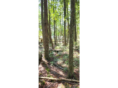 10 acres of Nicely wooded property and 100 feet of frontage on - photo 6