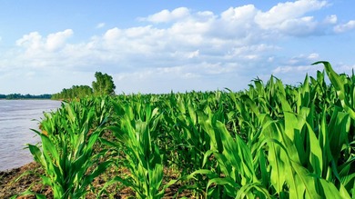 Irrigated Red River Farm & Hunting Ranch McCurtain County - photo 11