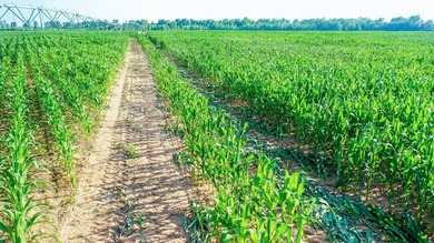 Irrigated Red River Farm & Hunting Ranch McCurtain County - photo 44