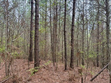 Located in Kemper County, Mississippi, this 42.5+/- acre tract - photo 4