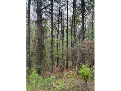 Located in Kemper County, Mississippi, this 42.5+/- acre tract - photo 8