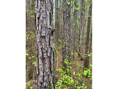 Located in Kemper County, Mississippi, this 42.5+/- acre tract - photo 10