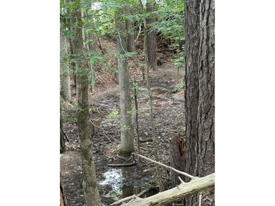 Discover the potential of this beautiful 6-acre tract on - photo 8