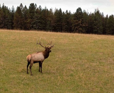 In the Nez Perce language, the word 'Powwaka' has been - photo 11
