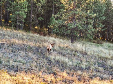 In the Nez Perce language, the word 'Powwaka' has been - photo 13