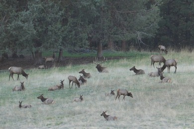 In the Nez Perce language, the word 'Powwaka' has been - photo 15