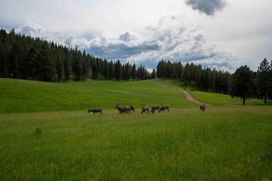 In the Nez Perce language, the word 'Powwaka' has been - photo 16