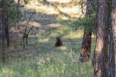 In the Nez Perce language, the word 'Powwaka' has been - photo 27
