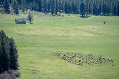 In the Nez Perce language, the word 'Powwaka' has been - photo 33