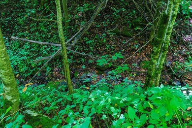 Set amid the natural beauty of the Nantahala Mountains, this 1 - photo 9