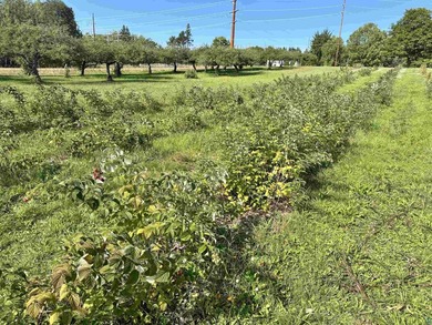 Blue Vista Farm, as this beloved property is known, presents an - photo 10