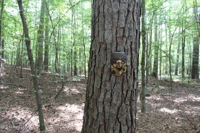 This 7.21 acre tract would make a great home or camp site - photo 5