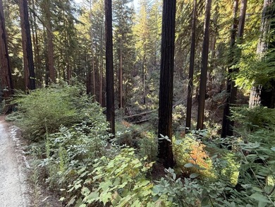 Nestled in a serene redwood forest, 449 Band Road presents a - photo 2