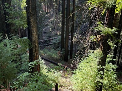 Nestled in a serene redwood forest, 449 Band Road presents a - photo 3