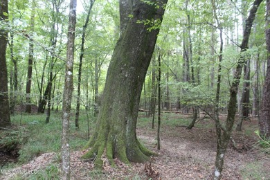 Welcome to this beautiful wooded tract of land located in - photo 6