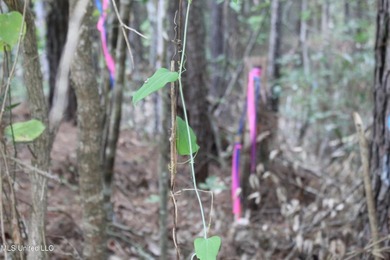 Welcome to this beautiful wooded tract of land located in - photo 10