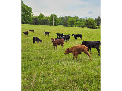 Welcome to Happy Beaver Ranch, an extraordinary 583+/-acre - photo 36
