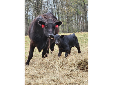 Welcome to Happy Beaver Ranch, an extraordinary 583+/-acre - photo 37