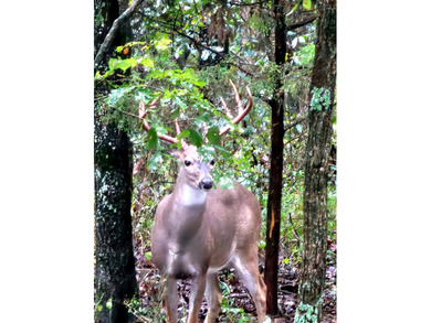Welcome to Happy Beaver Ranch, an extraordinary 583+/-acre - photo 43