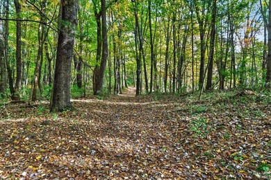 Professionally staked and secluded 175 acre retreat including 1 - photo 8