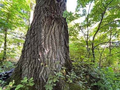 Exceptional ridgetop build site overlooking Lake Pepin! This - photo 25