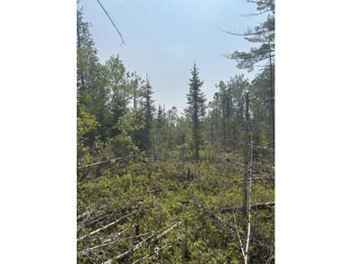 This 12 Acres parcel is a bird hunting paradise offering M-134 - photo 2