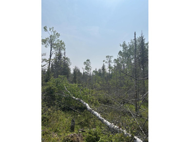 This 12 Acres parcel is a bird hunting paradise offering M-134 - photo 3