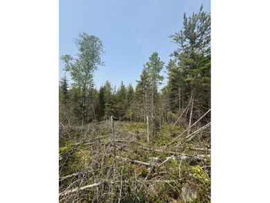 This 12 Acres parcel is a bird hunting paradise offering M-134 - photo 4