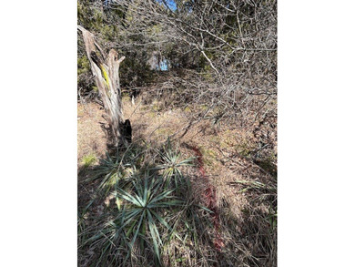 Great Lot with distant water view, partially cleared, backs up - photo 17