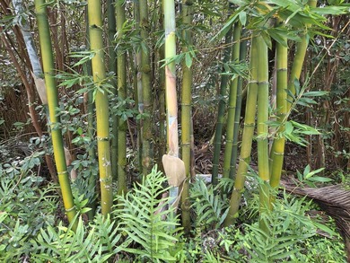 This is a prime building lot in Hawaiian Shores Recreational - photo 5