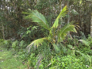 This is a prime building lot in Hawaiian Shores Recreational - photo 6