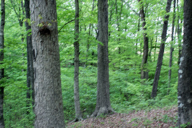 Peaceful Half Acre Cottage Lot - photo 2