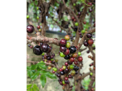 Experience Wai Mana Sanctuary-an organically cultivated food - photo 8