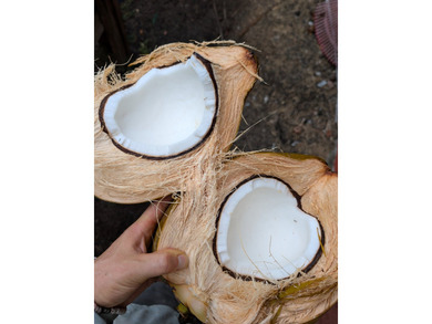 Experience Wai Mana Sanctuary-an organically cultivated food - photo 9