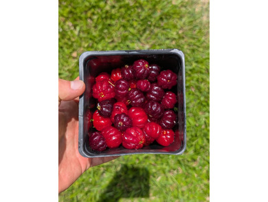 Experience Wai Mana Sanctuary-an organically cultivated food - photo 10
