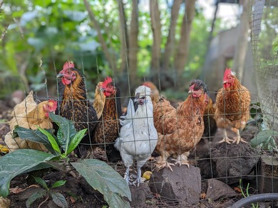 Experience Wai Mana Sanctuary-an organically cultivated food - photo 10