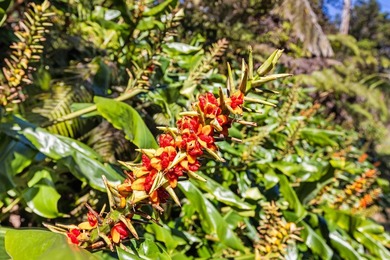 This forested lot in Volcano Village is a wonderful location to - photo 6