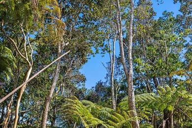 This forested lot in Volcano Village is a wonderful location to - photo 9