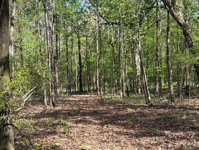 76.00 acre, more or less, hunting/timber tract with upside row - photo 15