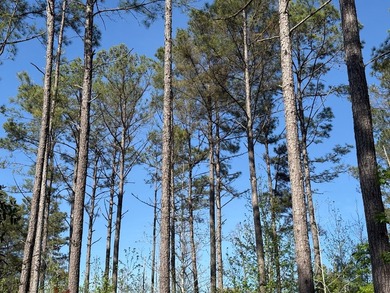 76.00 acre, more or less, hunting/timber tract with upside row - photo 19