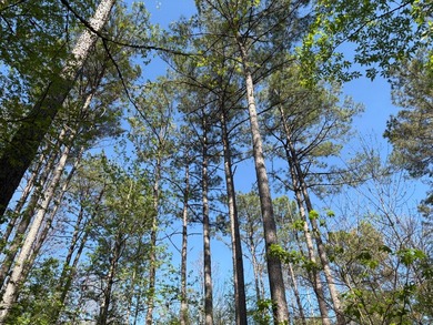 76.00 acre, more or less, hunting/timber tract with upside row - photo 21