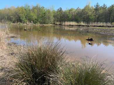 76.00 acre, more or less, hunting/timber tract with upside row - photo 23