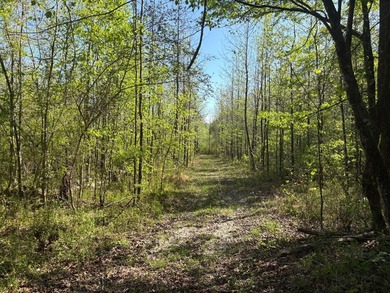 76.00 acre, more or less, hunting/timber tract with upside row - photo 24
