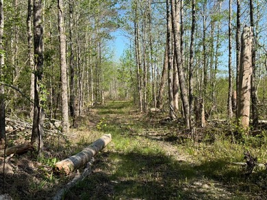 76.00 acre, more or less, hunting/timber tract with upside row - photo 27
