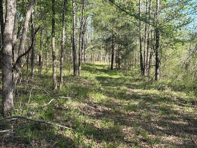 76.00 acre, more or less, hunting/timber tract with upside row - photo 29