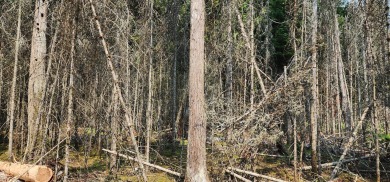 Escape to the woods with this beautifully wooded, newly bundled - photo 1
