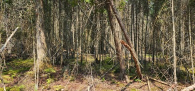 Escape to the woods with this beautifully wooded, newly bundled - photo 3