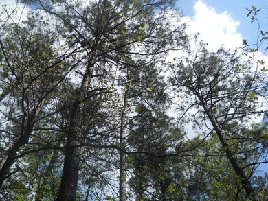 Escape to 15.73 acres of pure East Texas freedom- surrounded on - photo 34